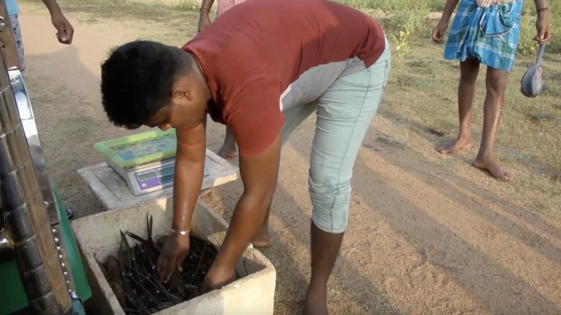 A collector weighing prawns from an insulated box on a scale at a roadside collection point