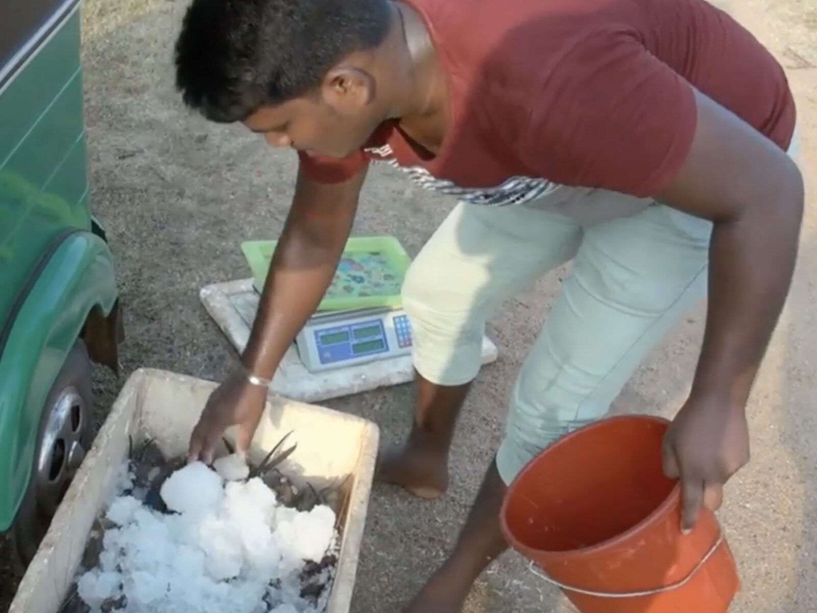 Crushed ice being packed over prawns in an insulated box beside a collector's vehicle