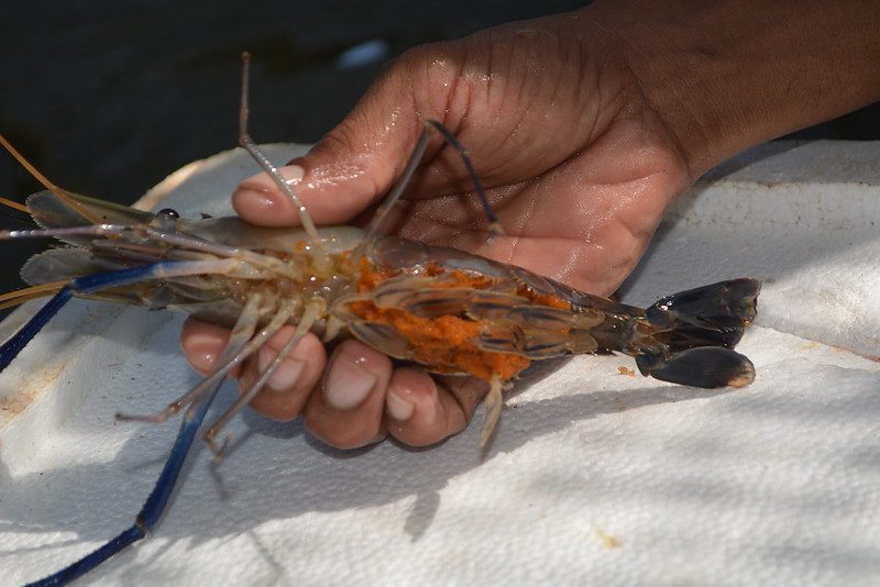 An egg-bearing female prawn held in the hand, eggs visible