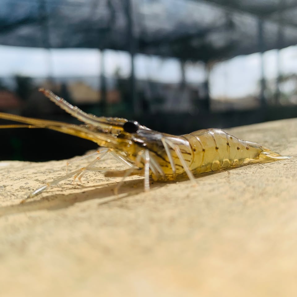 A single post-larva on the rim of a hatchery tank, under shade netting