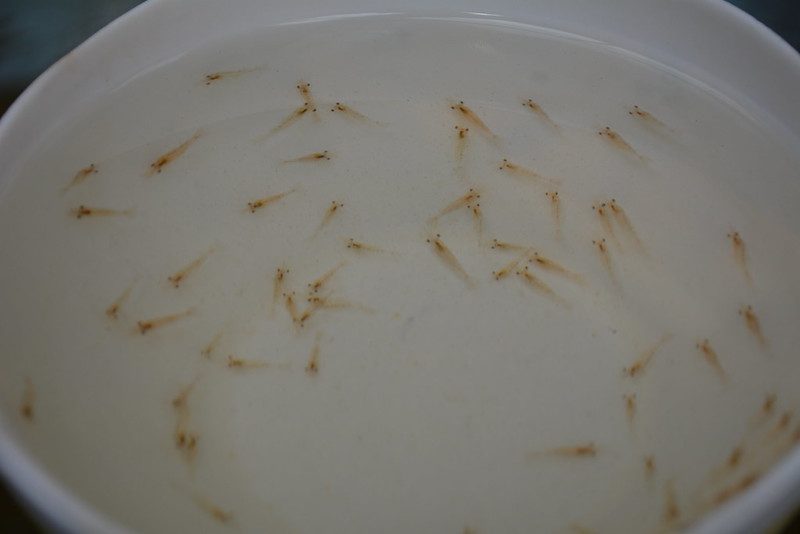 Giant freshwater prawn post-larvae in a hatchery bowl