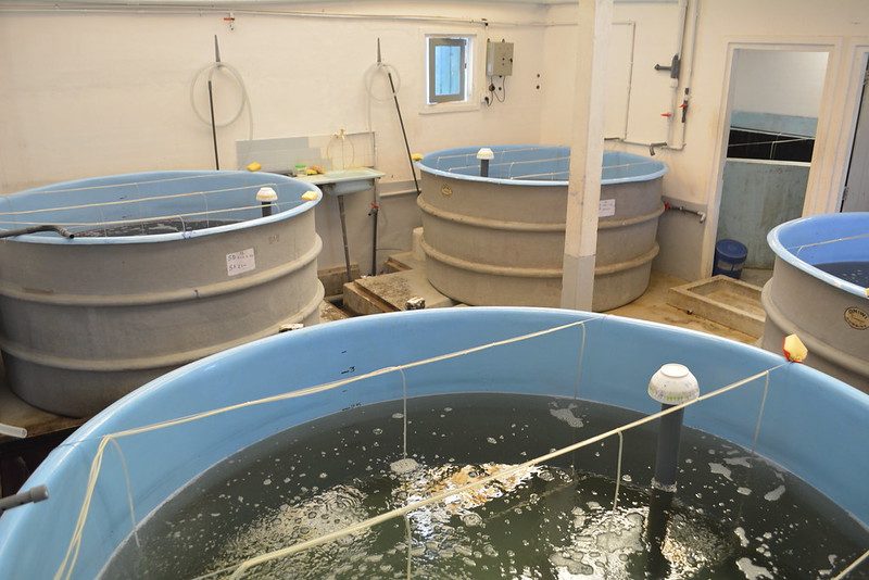 Circular larval rearing tanks in the Divron hatchery