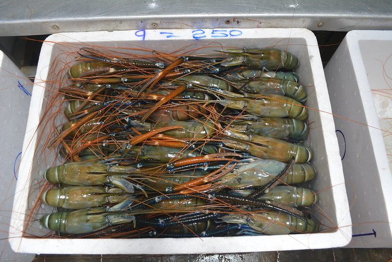 Graded prawns packed in a box with the grade written on the lid in marker