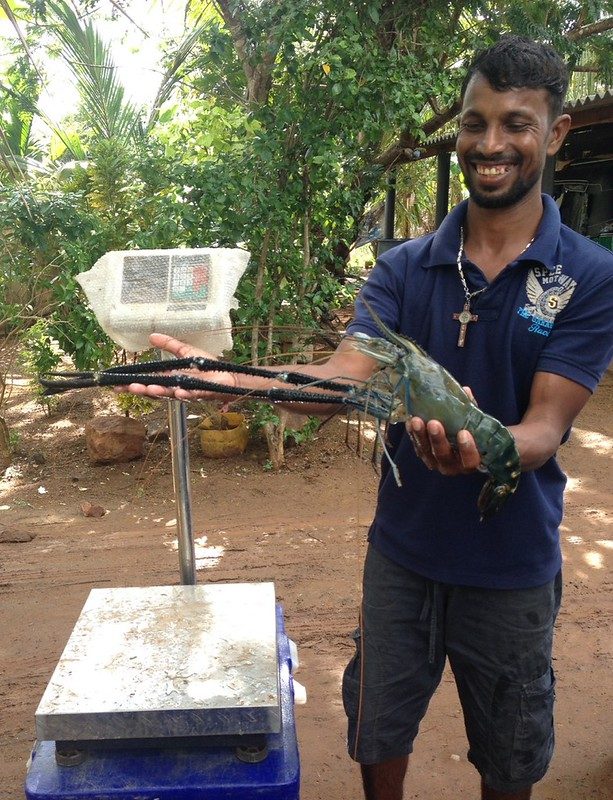 Prawns being weighed and graded