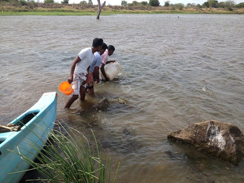 Stocking post-larvae into the reservoir from the shallows