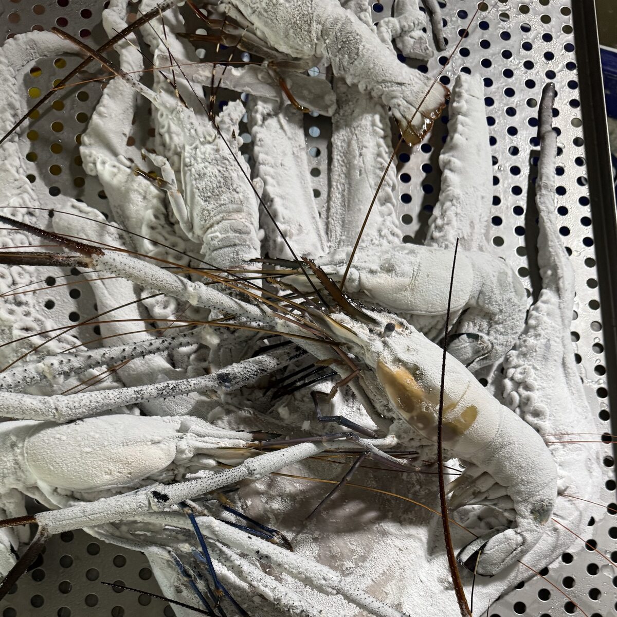 Giant freshwater prawns on a perforated freezer tray, thickly coated in frost