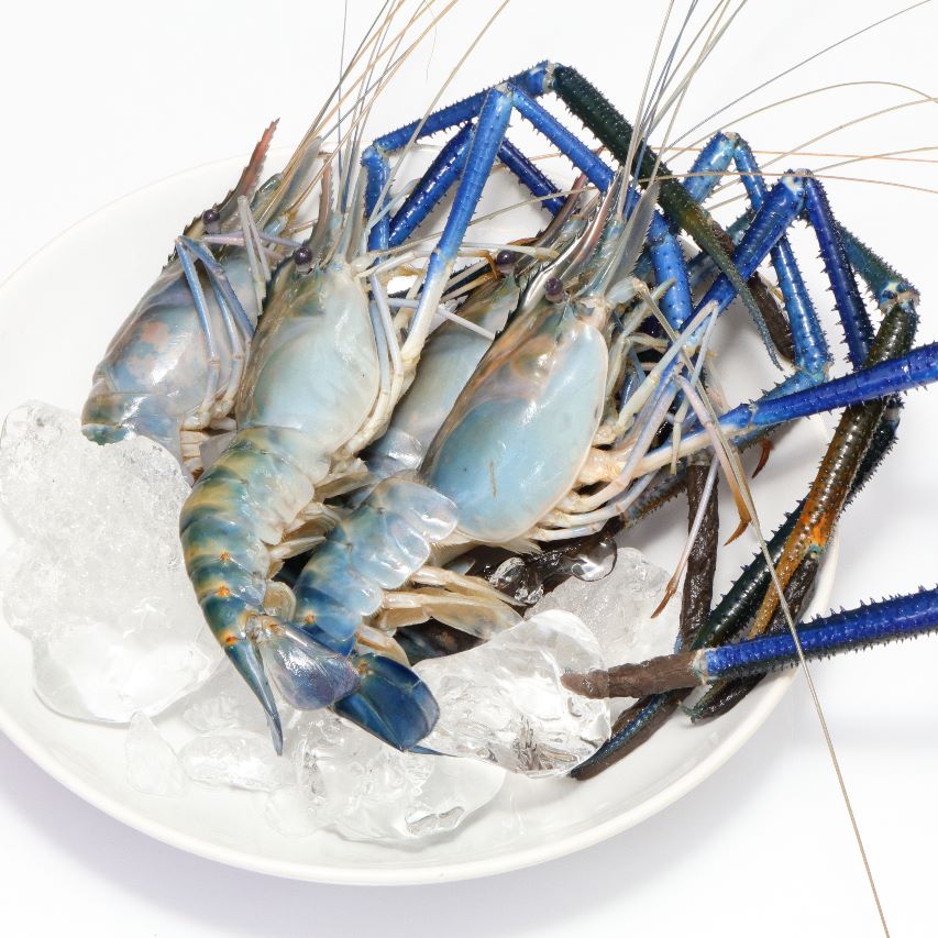 Whole head-on shell-on giant freshwater prawns plated on crushed ice, blue claws intact
