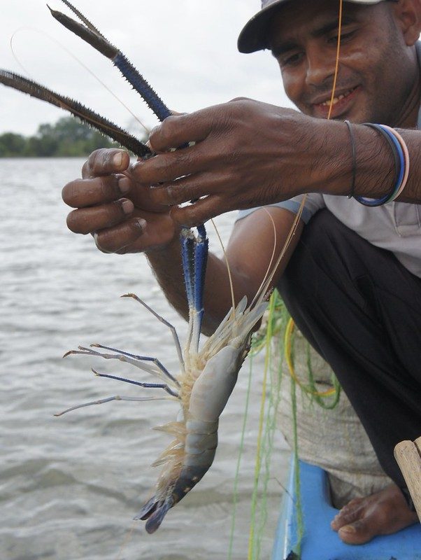 A fisher holding a live giant freshwater prawn above the reservoir