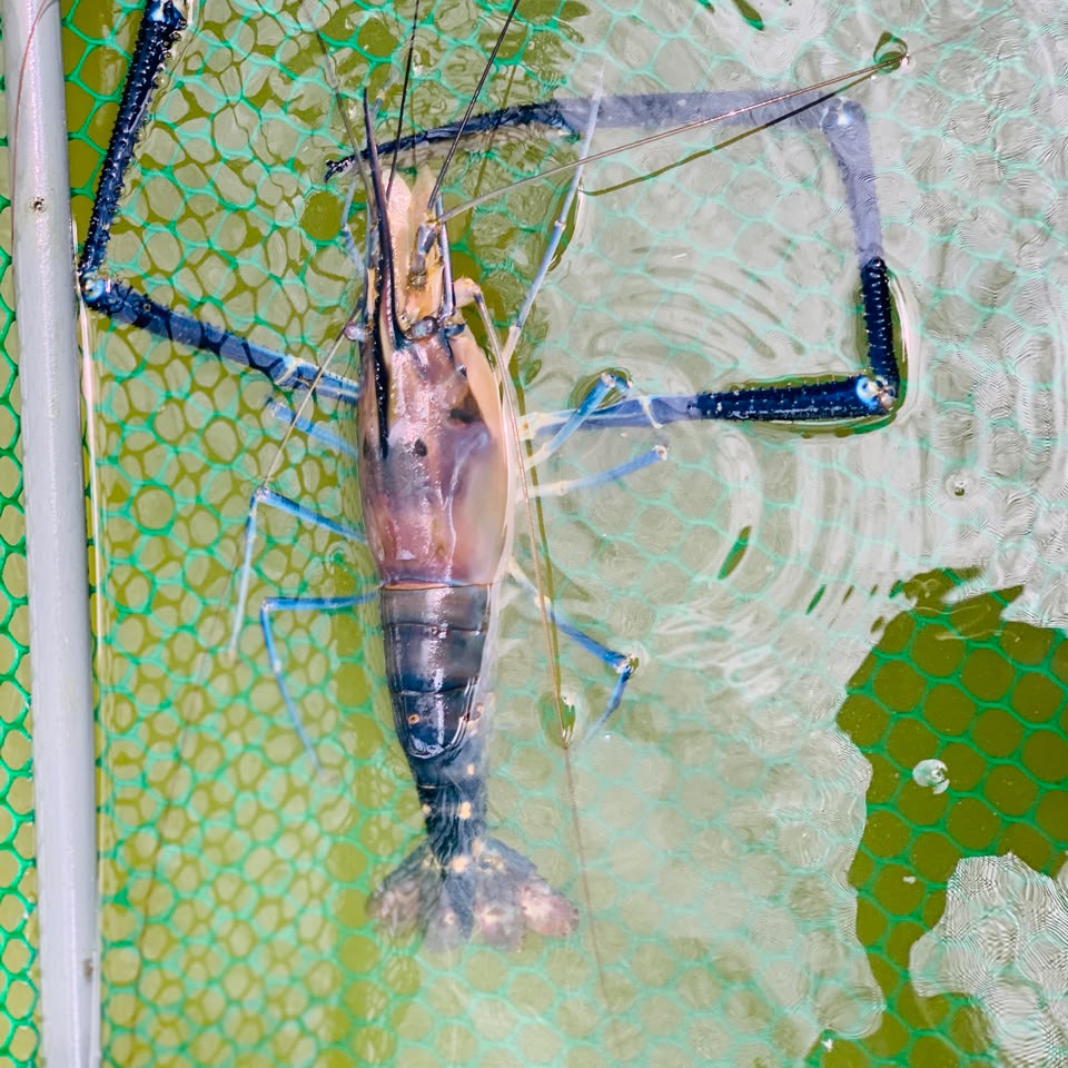 A live giant freshwater prawn in a mesh holding net, submerged, its blue claws extended